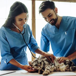 Plano Bronze Semestral